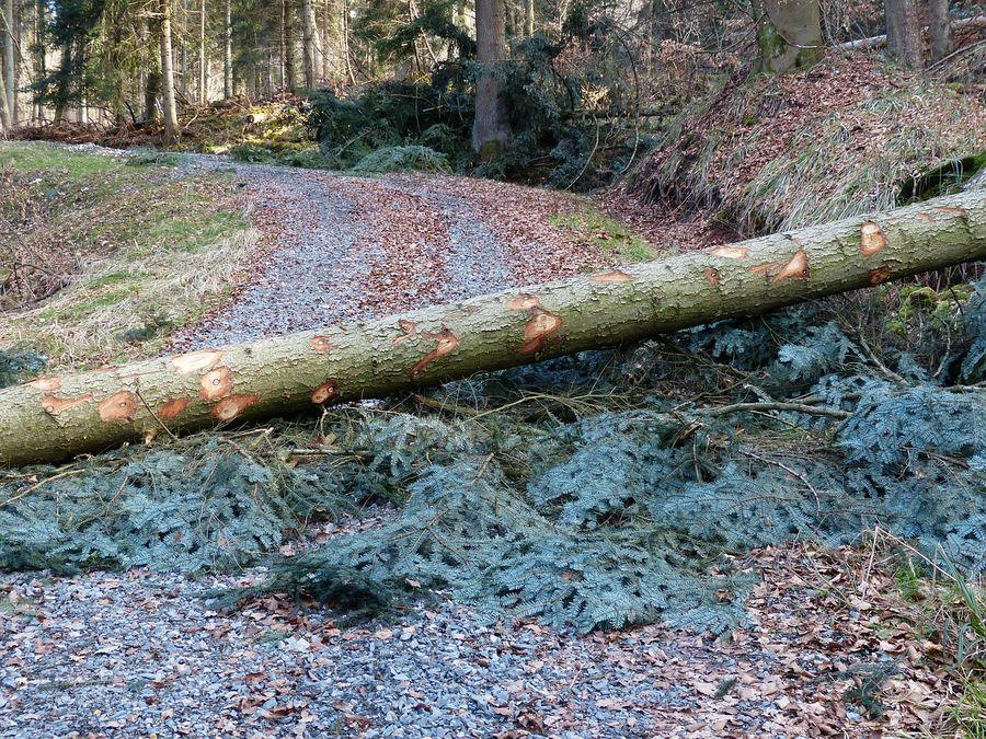 Kronika Strażacka: Tydzień drzew na drogach