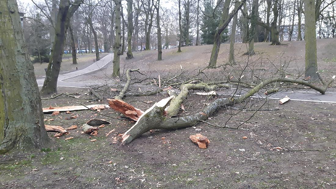 Skutki wichury, uważajcie w parku