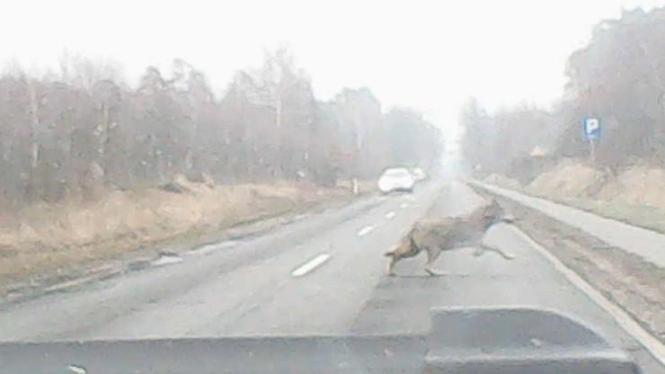 Wilk zginął pod kołami pojazdu
