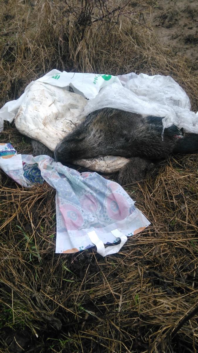 Znalazła szczątki dzika w Wełtyniu