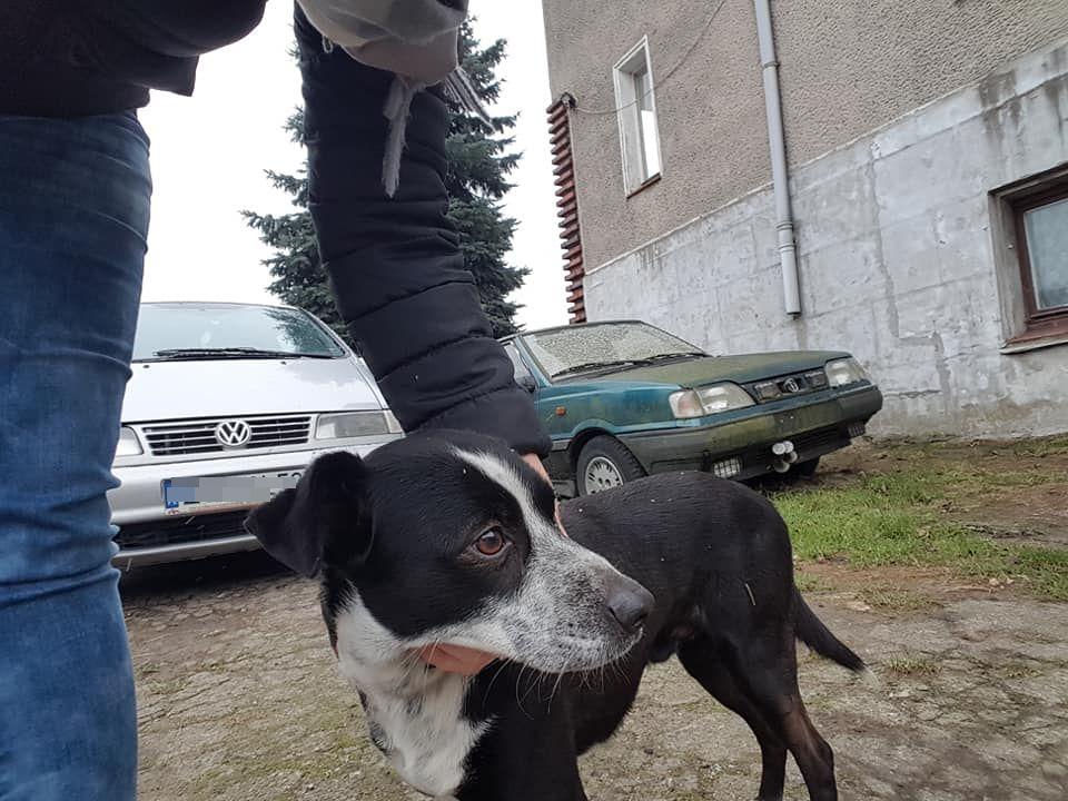 Szukamy właściciela psa!
