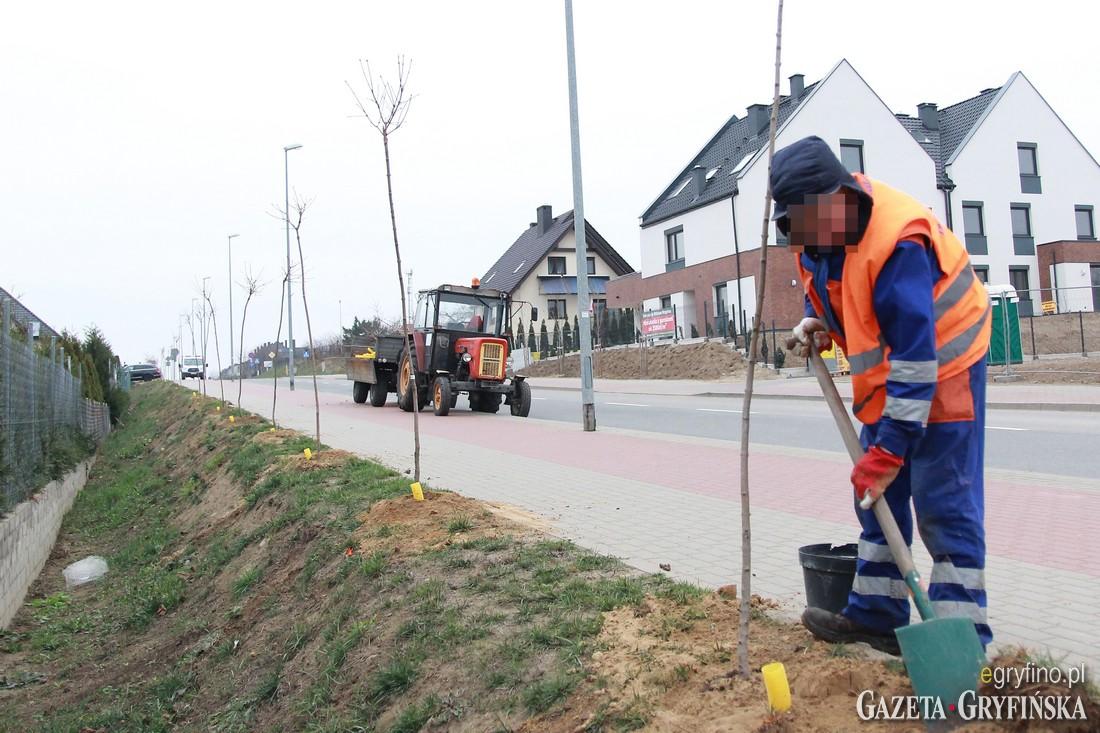 Sadzą prawie 60 klonów przy Jana Pawła II