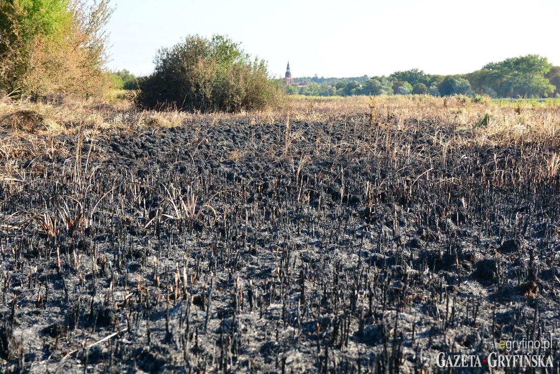 Krajobraz po pożarze na Międzyodrzu [GALERIA]