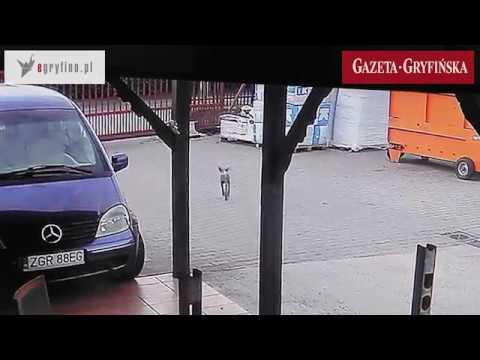Dziwne zwierzę straszy ludzi  przy ul. Czechosłowackiej [VIDEO]