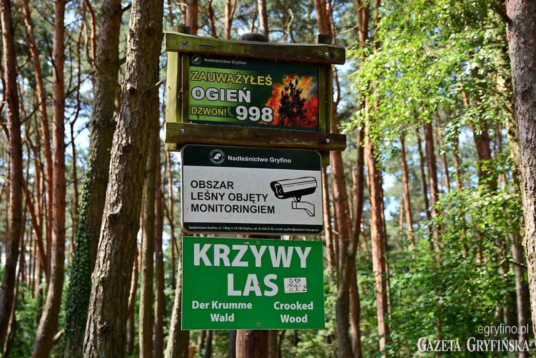 Krzywy Las dzisiaj [GALERIA]