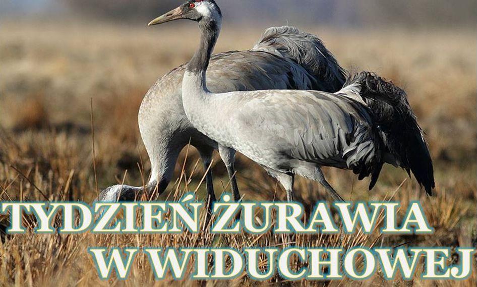 Już od najbliższego piątku Tydzień Żurawia