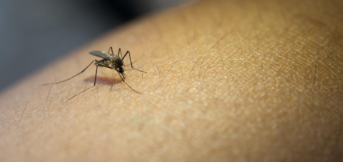 Atak krwiopijców plagą tego lata! Gmina nie będzie odkomarzać