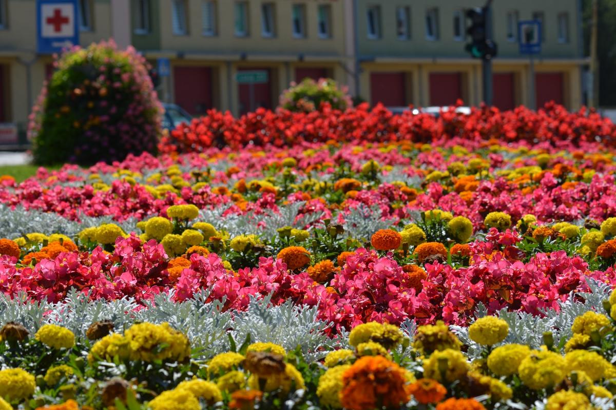 Głosujmy na Gryfino w plebiscycie Terra Flower Power!