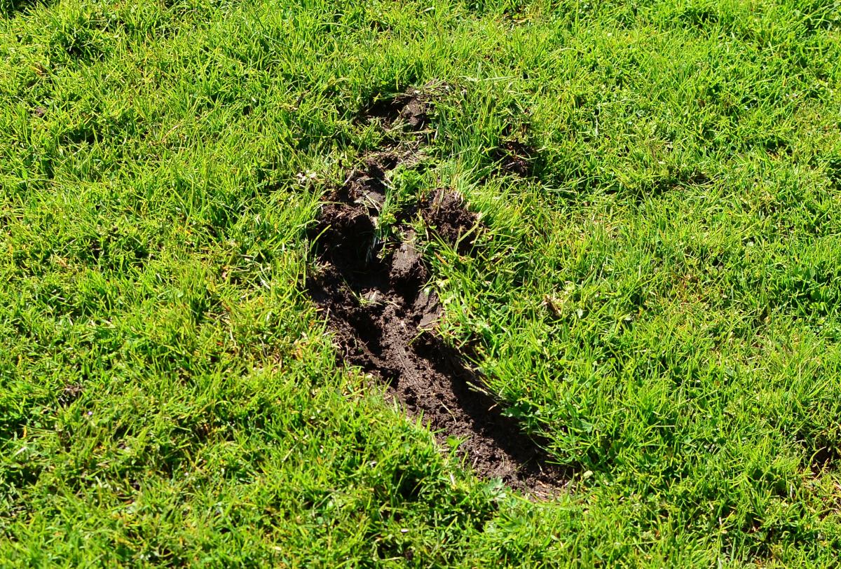„OSiR nie dba o boisko!” – mówią piłkarze Energetyka