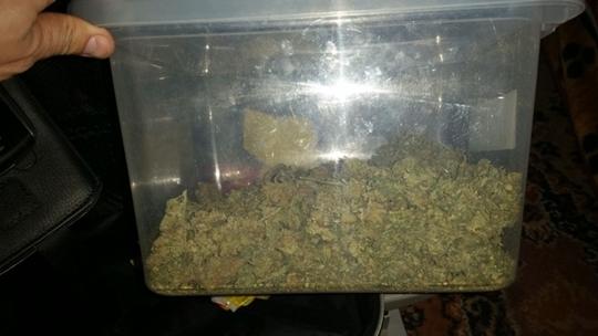 Czwarta plantacja konopi zlikwidowana