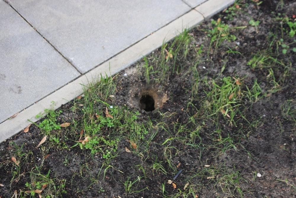 Plaga szczurów w Gryfinie?