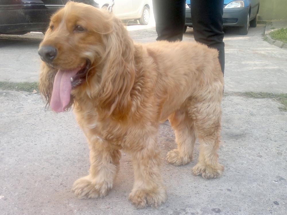 Cocker spaniel znaleziony w Lisim Polu