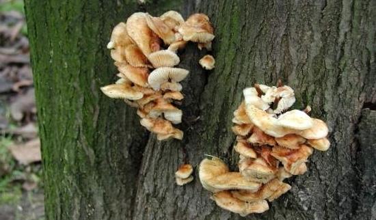 Zimowe grzybobranie