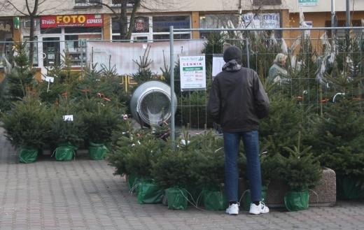 Choinkowe szaleństwo w Gryfinie