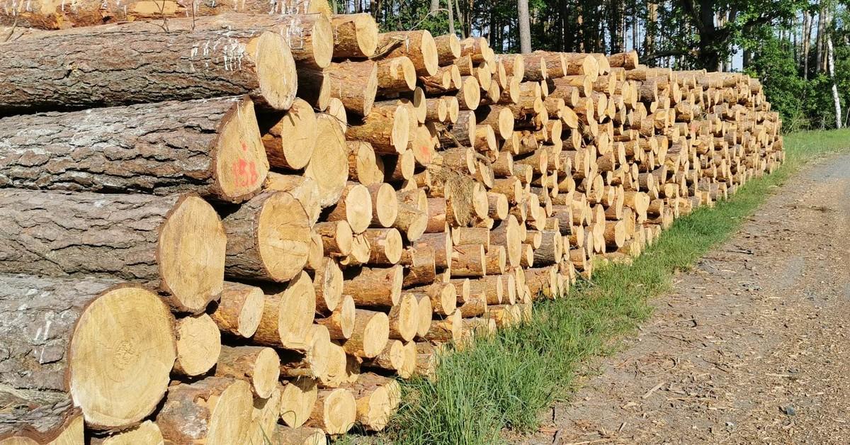 Wycięli kolejne drzewa [GALERIA]
