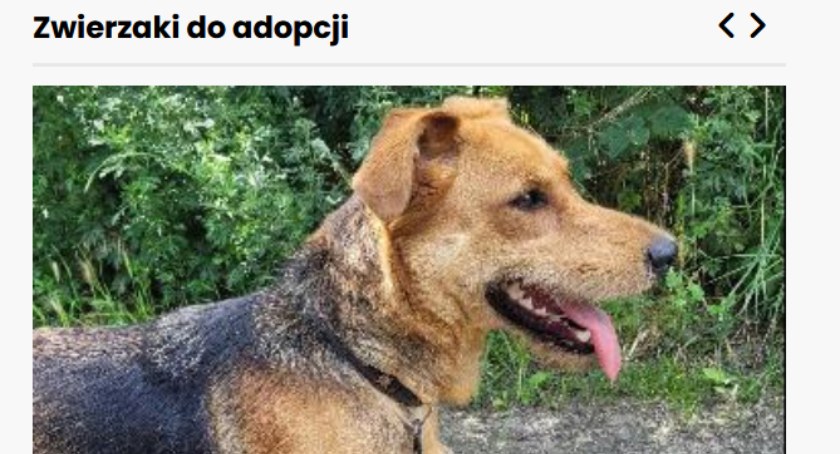 Nowy dział: Zwierzaki do adopcji