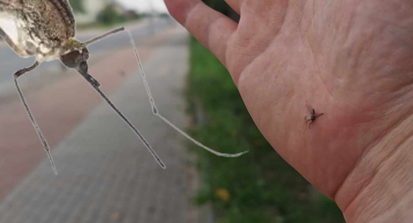 Plaga komarów w Gryfinie