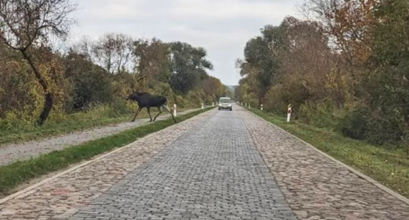 Łoś spaceruje po Międzyodrzu
