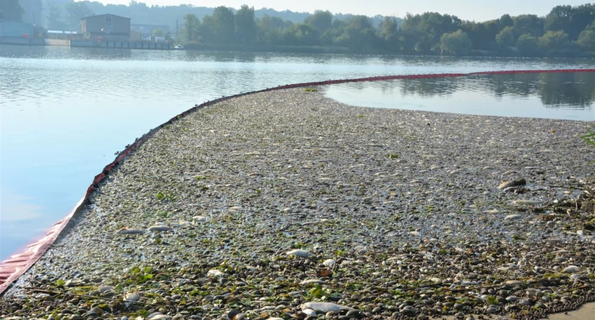 Wiadomo ile ryb, małży i ślimaków zginęło podczas katastrofy na Odrze