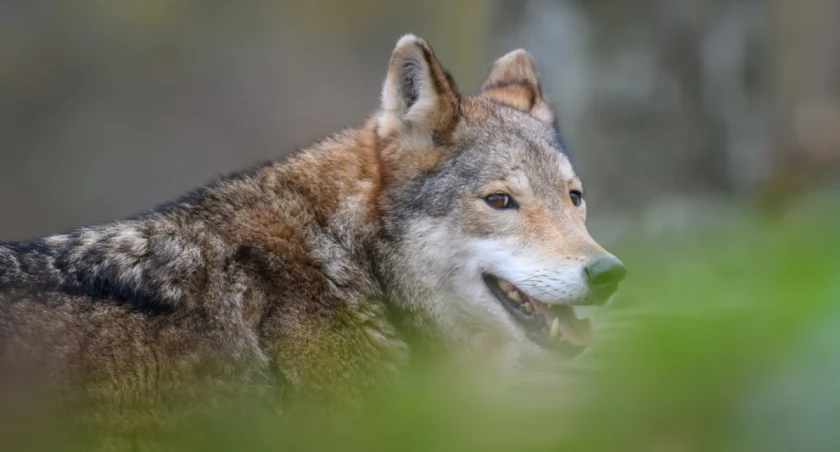 Wilki atakują w Niemczech. Hodowcy liczą straty