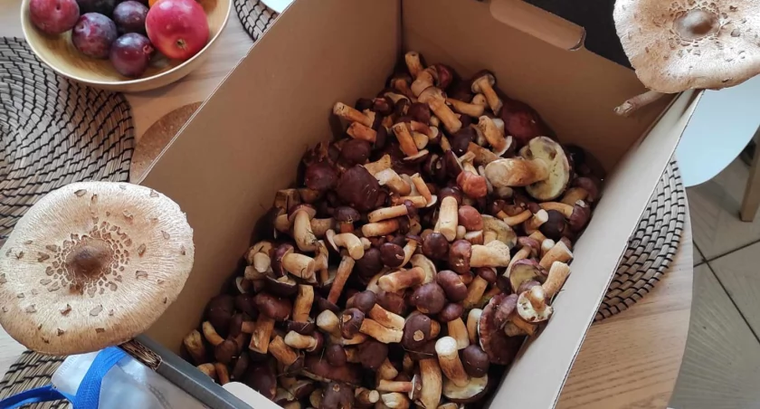 Świeży wysyp podgrzybków przy Gartz