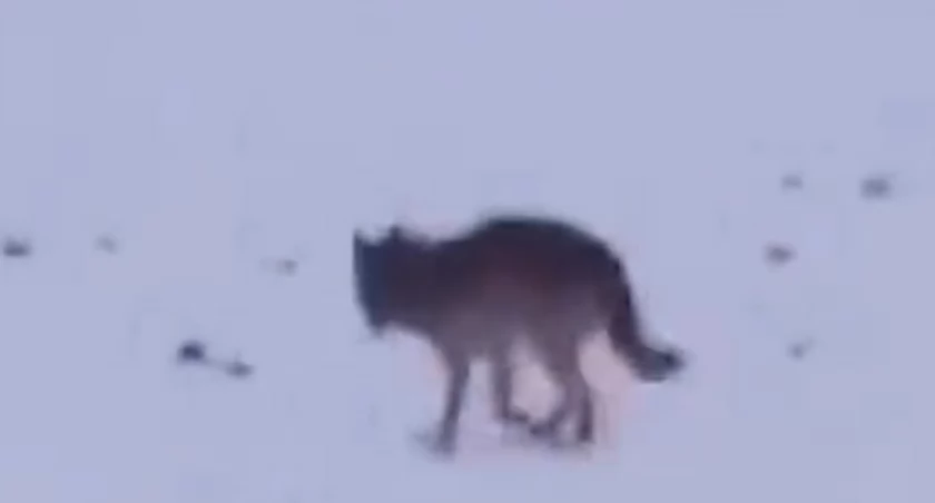 Wilk przy Chwarstnicy. Prezentujemy VIDEO