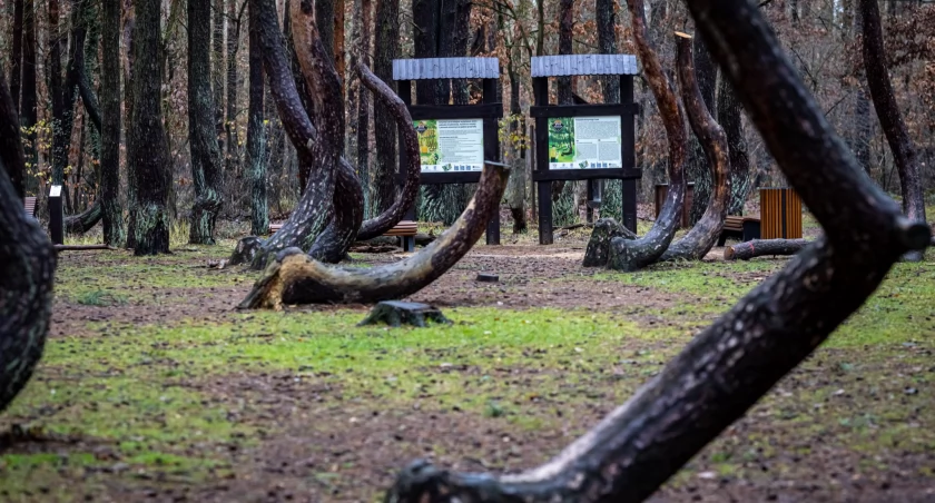 Krzywy Las przeszedł rewitalizację [GALERIA]