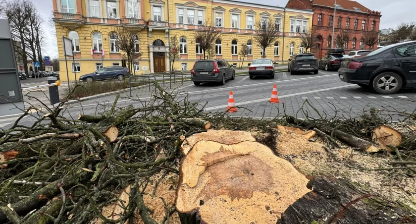 Wątpliwości dotyczące wycinki drzew