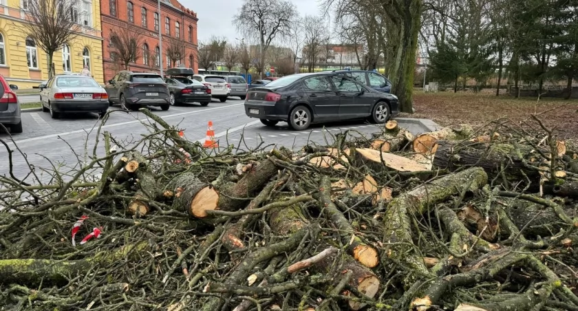 Wiceburmistrz pisze w sprawie wyciętego drzewa. „W 80% obumarłe”