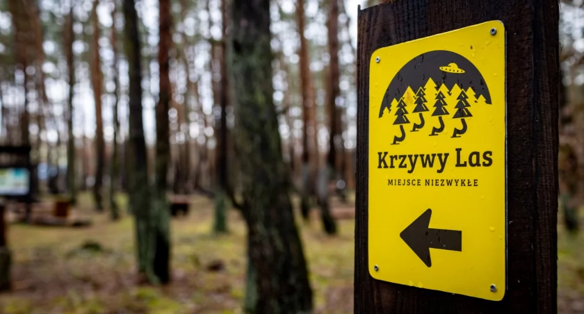Grupa PGE zakończyła rewitalizację Krzywego Lasu  