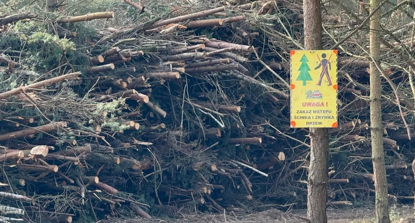 Ścinka i zrywka, to element gospodarki leśnej