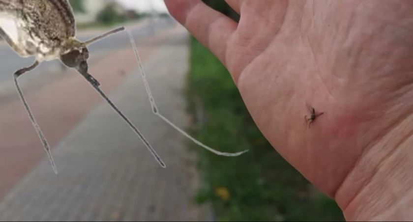 Jak radzicie sobie z komarami?