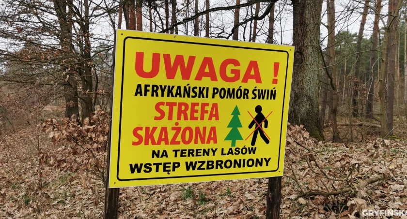 Duże ognisko ASF w naszym powiecie