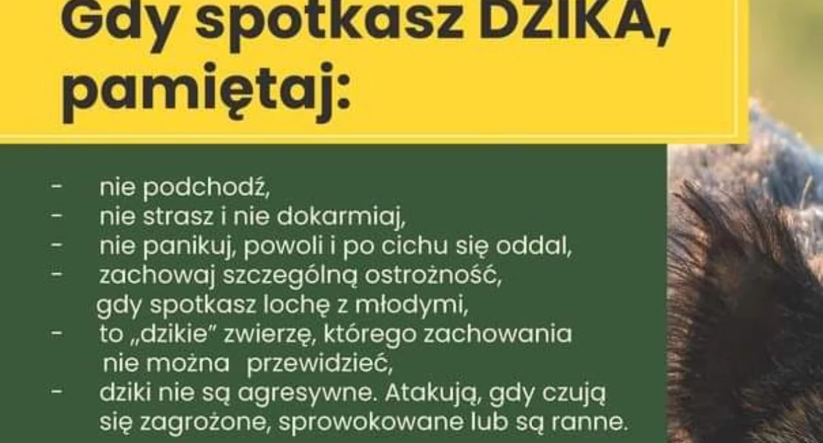 Nie dokarmiać dzików! Burmistrz reaguje na naszą publikację