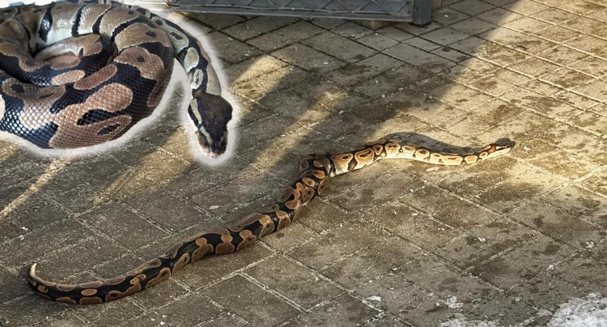 Pyton przy ul. Mazowieckiej. Mieszkańcy są przerażeni [AKTUALIZACJA]