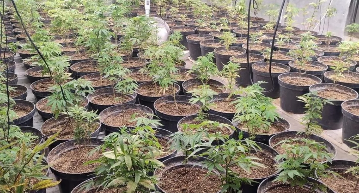 Zabezpieczyli blisko 39 kilogramów marihuany i ponad 200 krzaków konopi indyjskich!