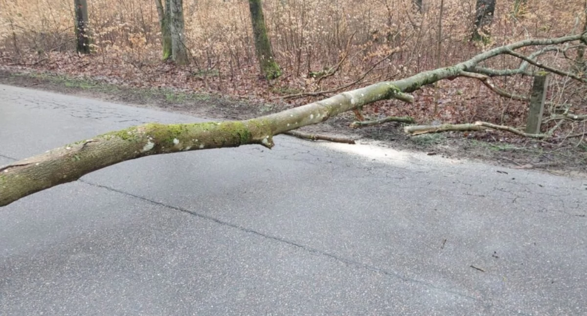 Gdzie się paliło, a gdzie leżało drzewo na drodze?