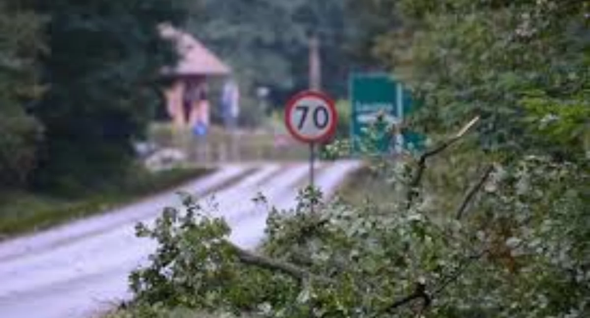 Nadleśnictwo zapowiada wycinkę drzew. Będzie objazd [MAPKA]