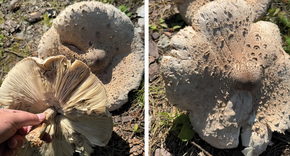 Kanie w Gajkach. A Wy co zebraliście?