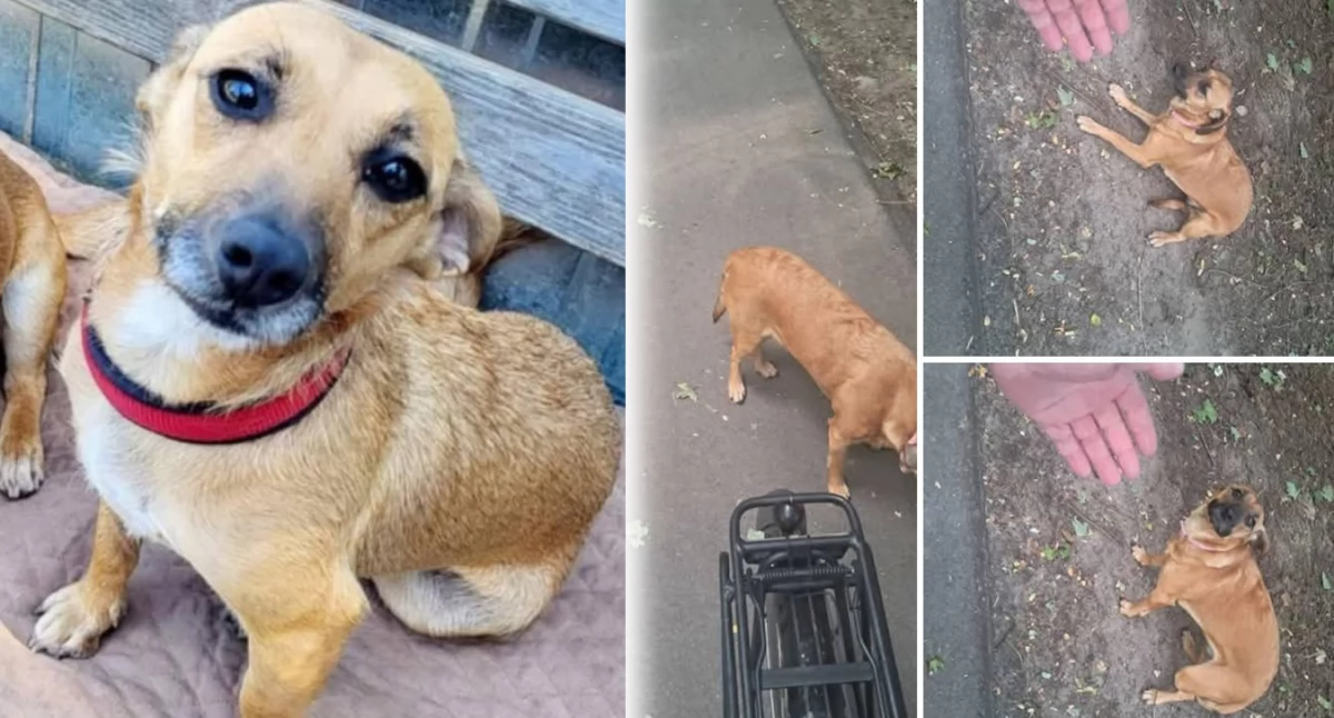 Kto widział tego pieska?