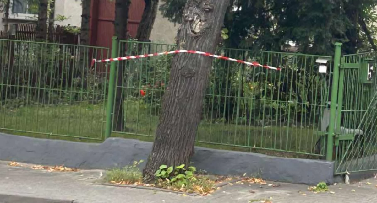LIST DO REDAKCJI. Niebezpieczne gniazdo os przy chodniku w centrum miasta