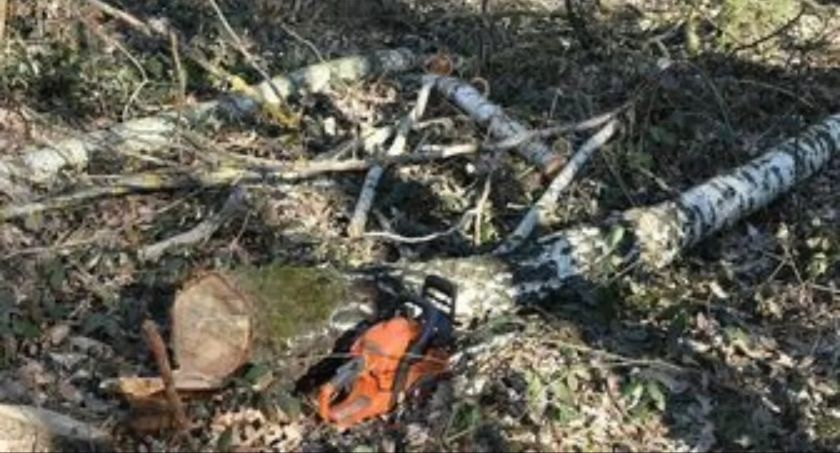 Tragedia w Borzymiu. Nie żyje 43-latek, na którego spadło drzewo