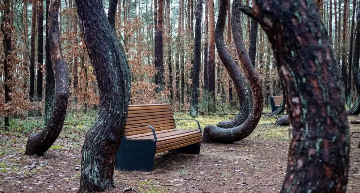 Odwołali wycieczkę do Krzywego Lasu