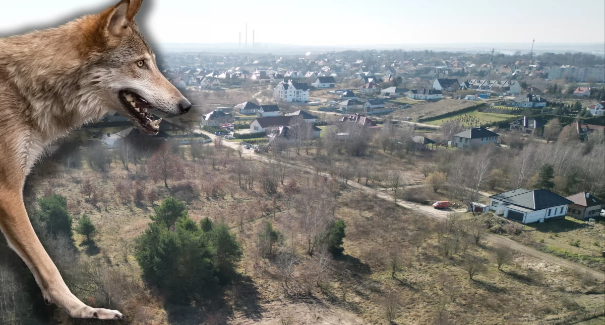 Wilk przy ul. Herberta? Burmistrz wydaje komunikat