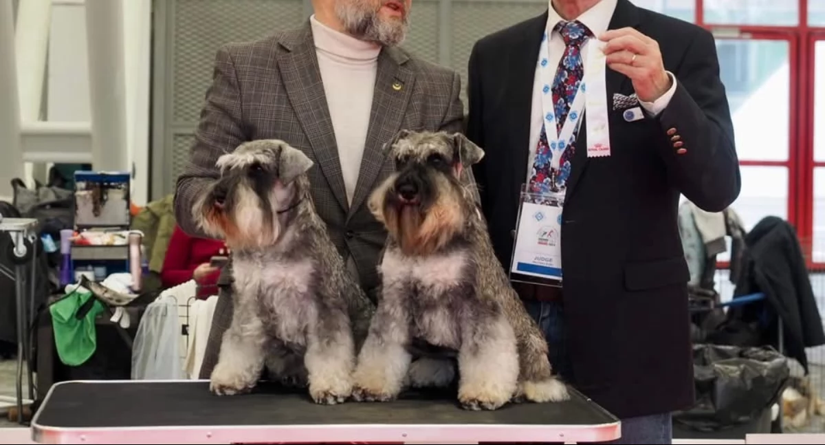 Zamiast GLHA w niedzielę odbędzie się... wystawa psów!