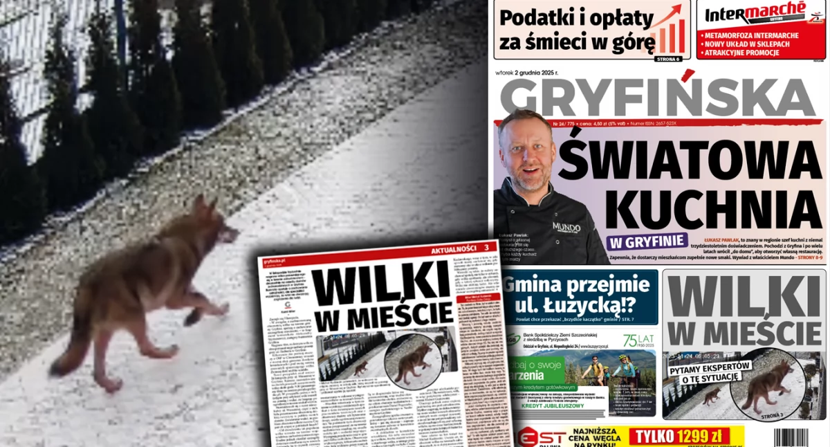 Wilki w mieście. Pytamy o zdanie ekspertów