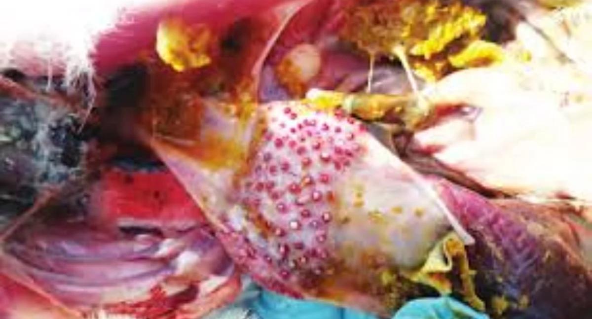Rzekomy pomór drobiu (Newcastle disease) wykryty w  Wełtyniu 