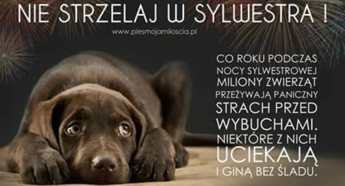 LIST DO REDAKCJI. Nie strzelajcie proszę w Sylwestra