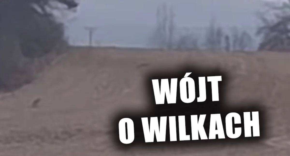 Nagrano watahę wilków