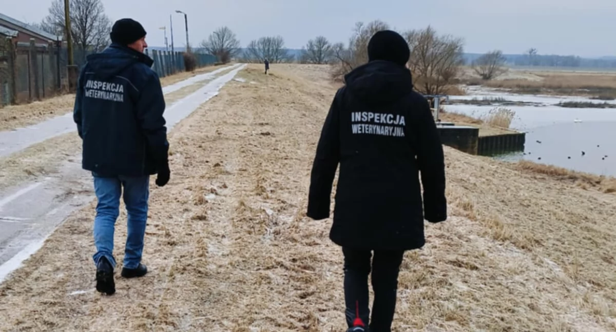 Znaleźli martwe łabędzie w oklicy przepompowni